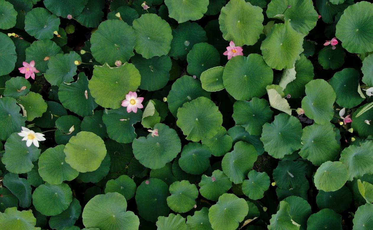 （肥西县紫蓬山旅游开发区山口村荷花观赏基地内，朵朵荷花盛开。）