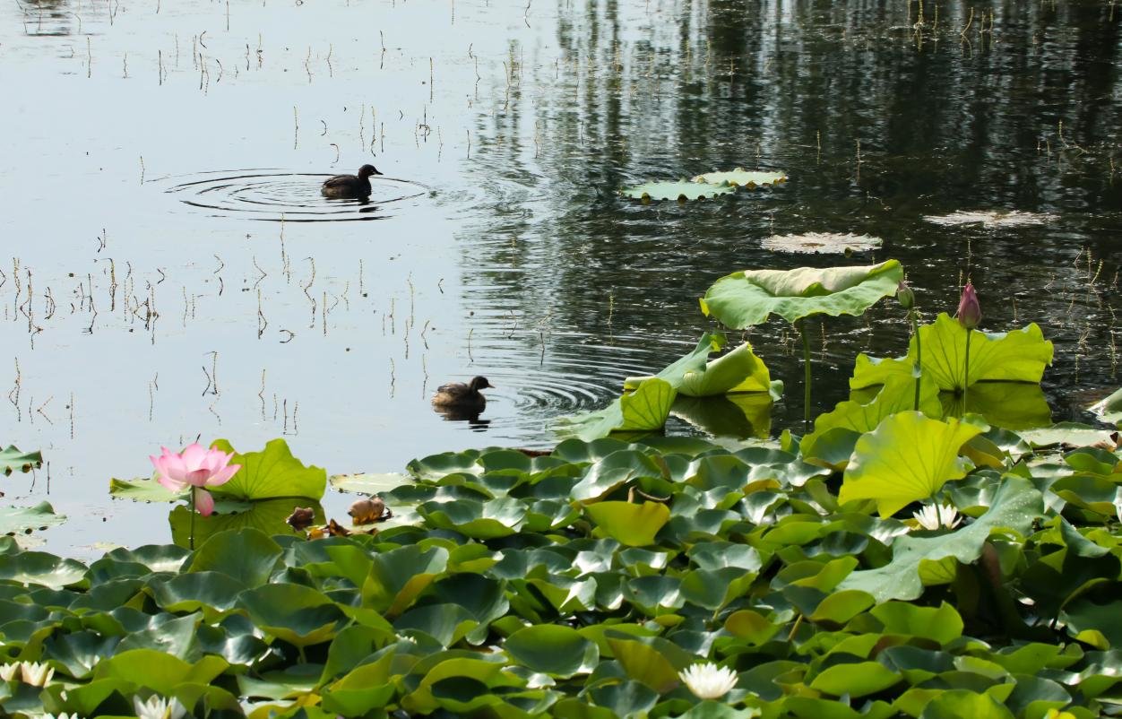 （肥西县紫蓬山旅游开发区山口村荷花观赏基地内，水鸟在水面游嬉。）