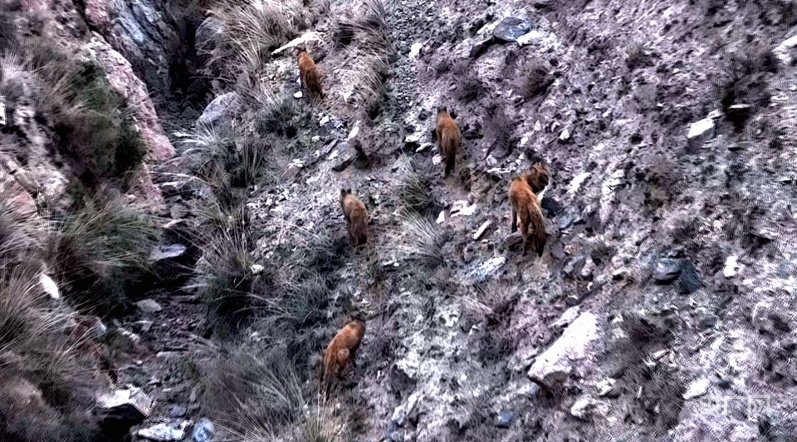 觅食的豺群(央广网发 肃北县融媒体中心 供图)