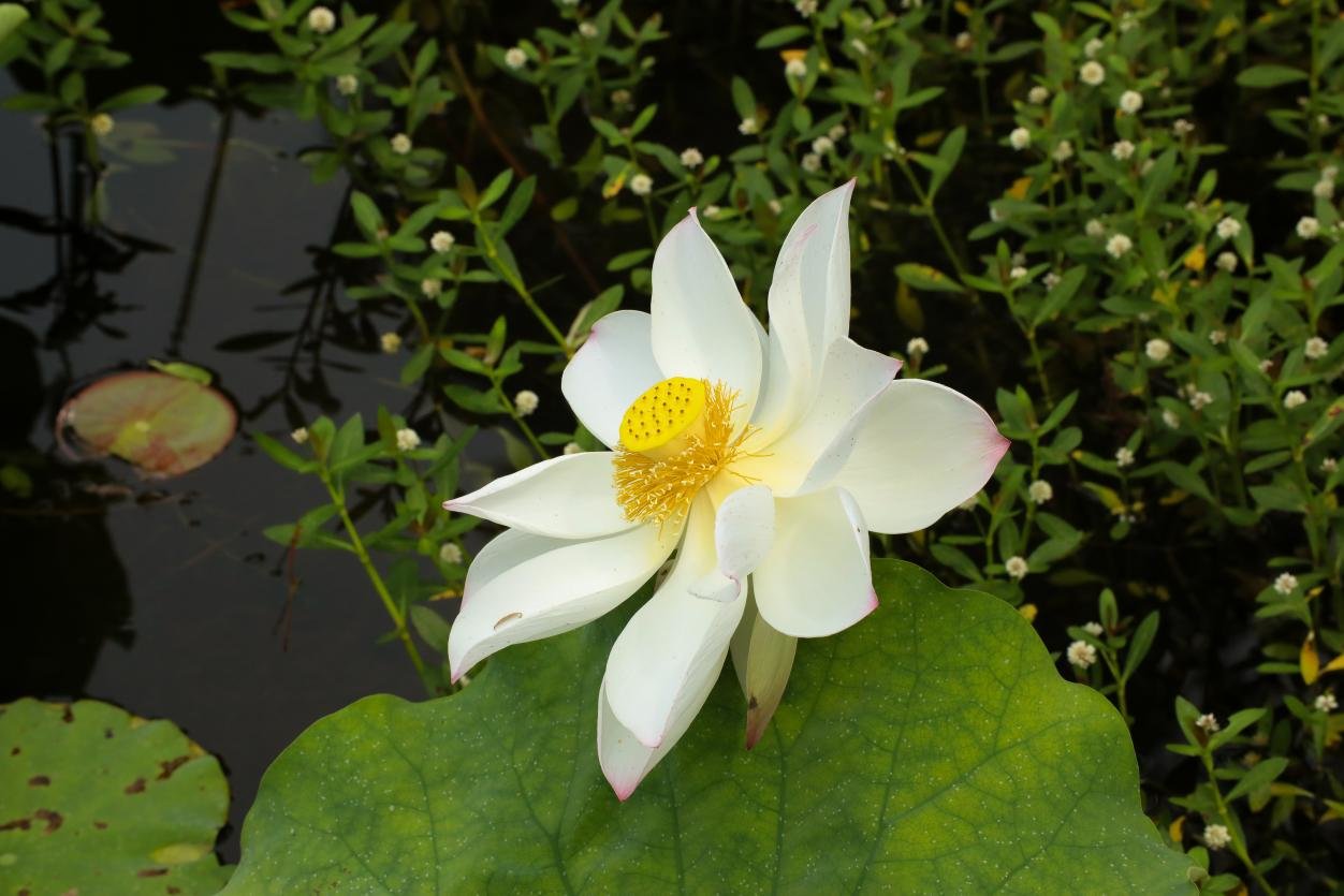 （肥西县紫蓬山旅游开发区山口村荷花观赏基地荷花盛开。）