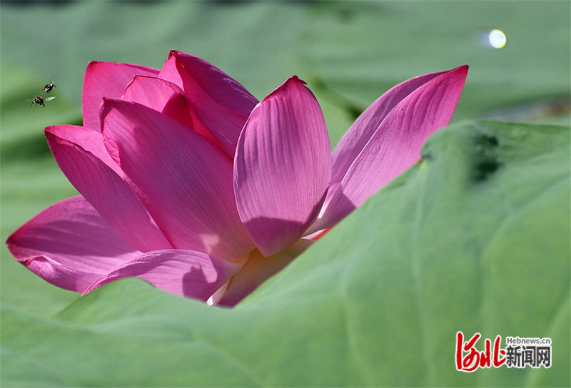 6月21日，邯郸市龙湖公园荷花盛开。