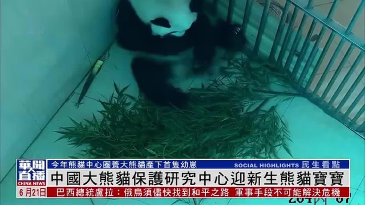 中国大熊猫保护研究中心迎新生熊猫宝宝