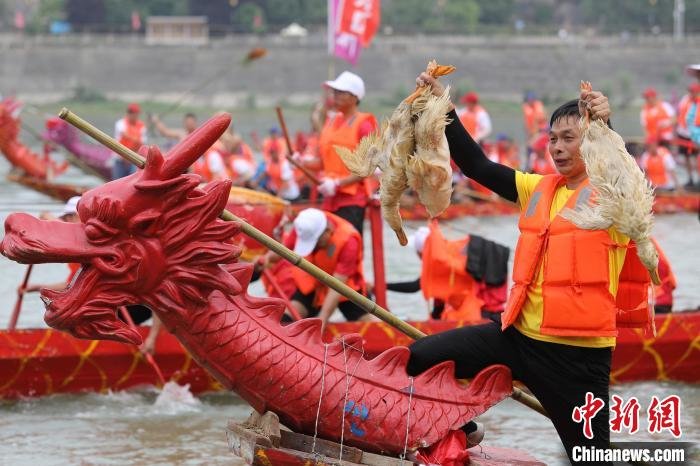 图为龙舟队伍队员展示抓到的活鸭. 张昊 摄