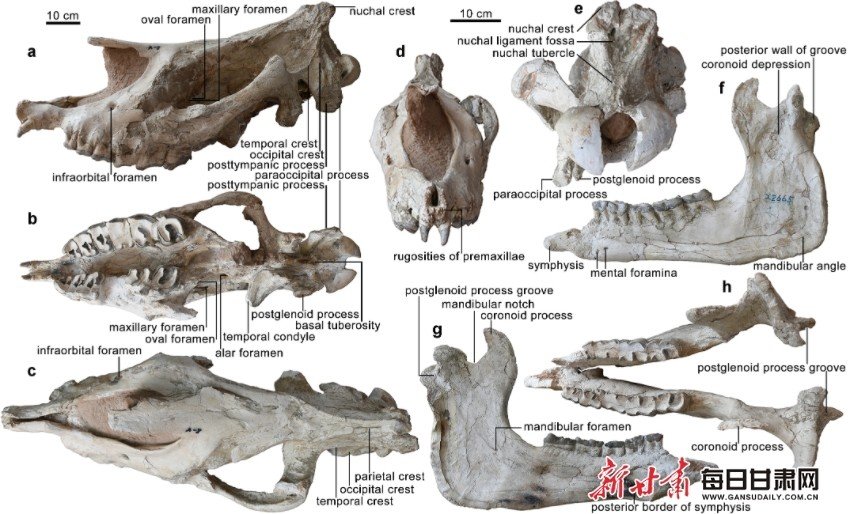 临夏巨犀头骨和下颌骨正型标本