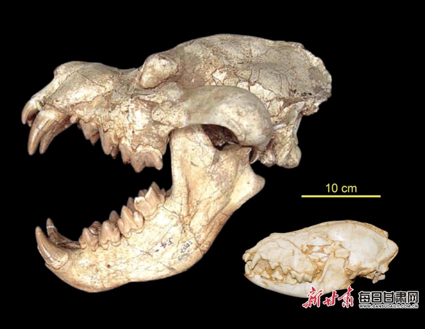 巨鬣狗与鼬鬣狗头骨对比