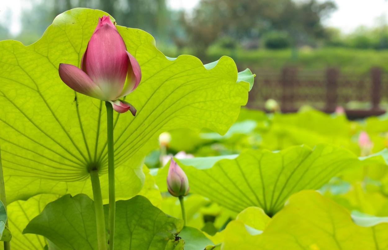 （肥西县紫蓬山旅游开发区山口村荷花观赏基地内，荷花含苞待放。）