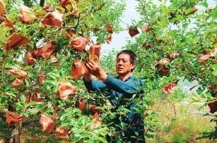 小苹果变“幸福果” 陇南做强特色产业链