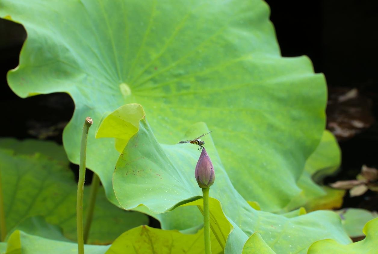 （蜻蜓在荷花上停留休憩。）