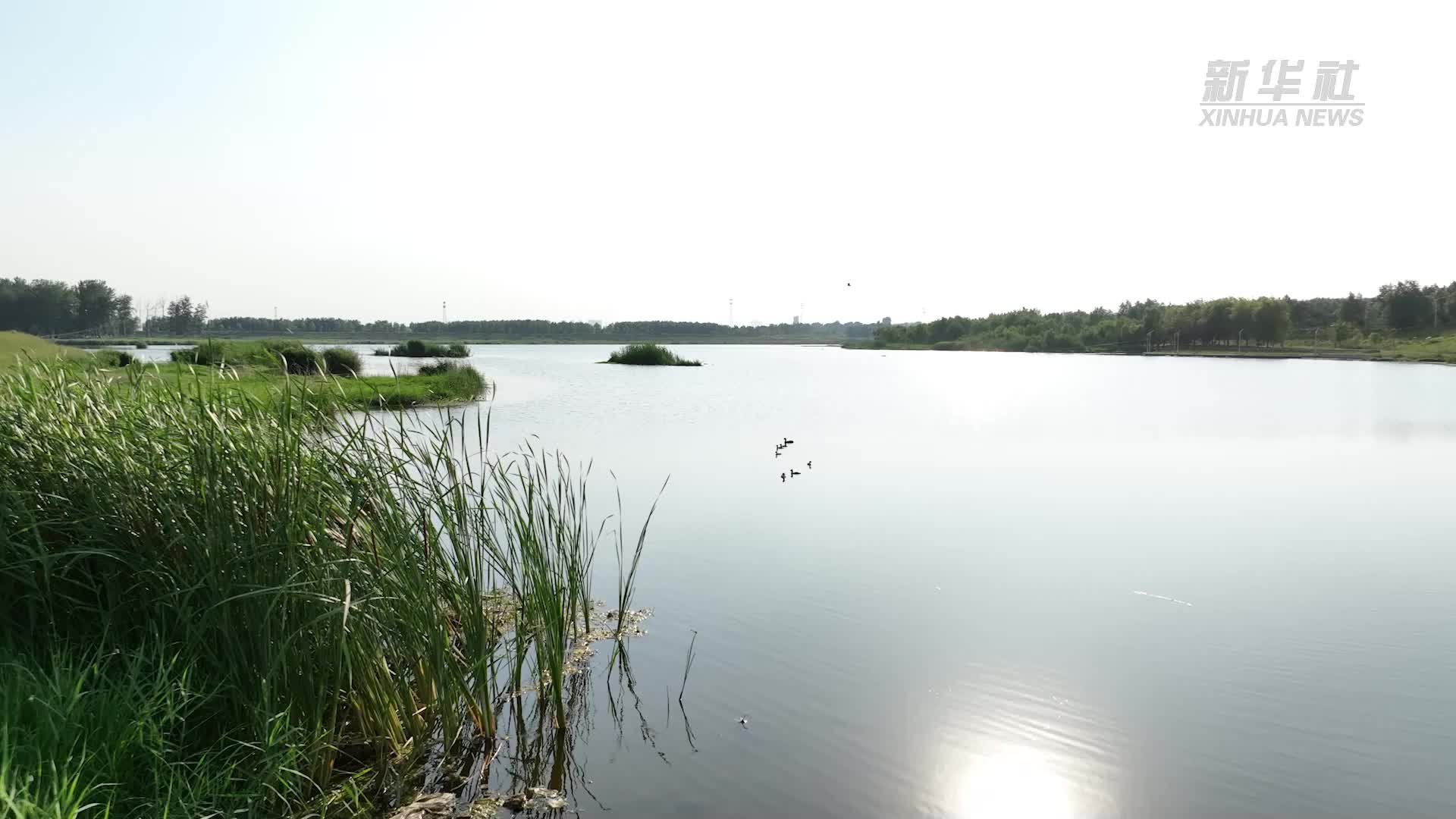 河北武安：洺河湿地夏日风光美