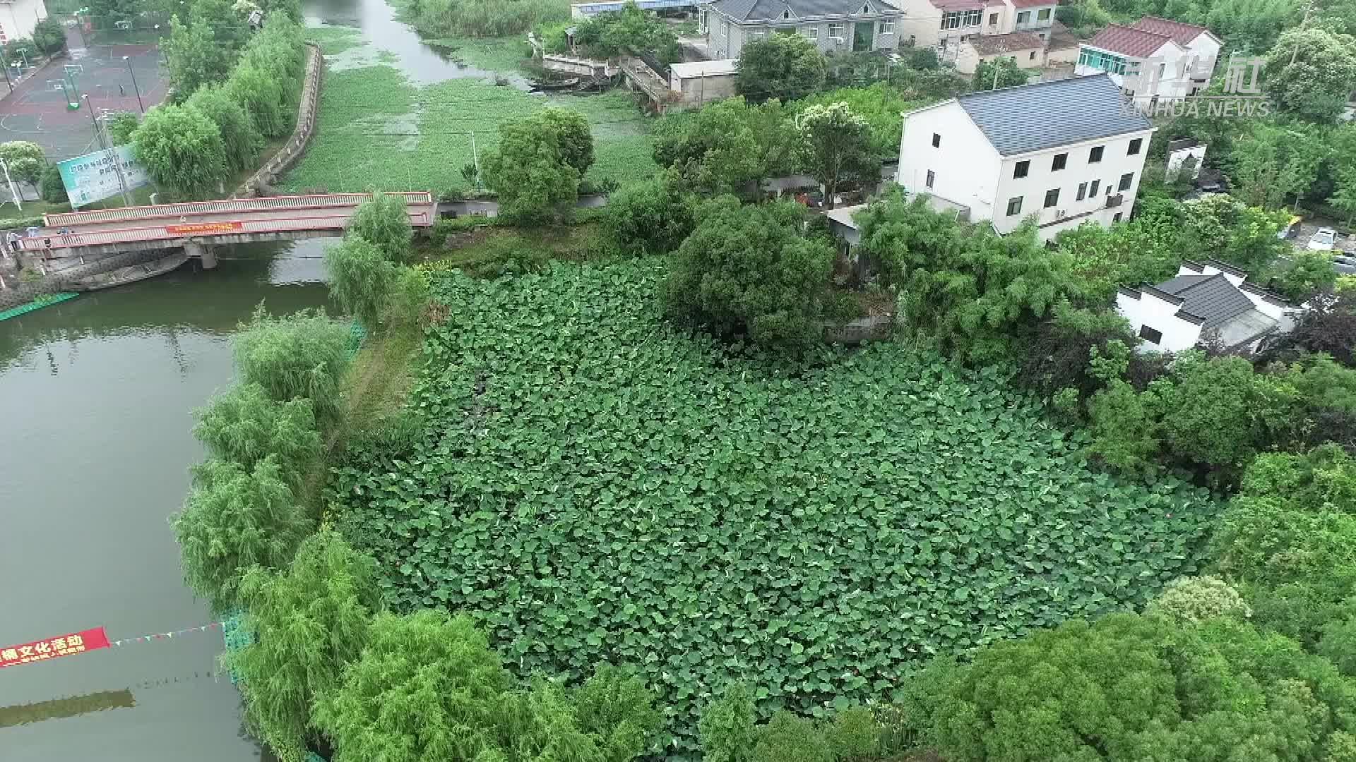 浙江湖州：江南水乡划菱桶 迎亚运庆端午