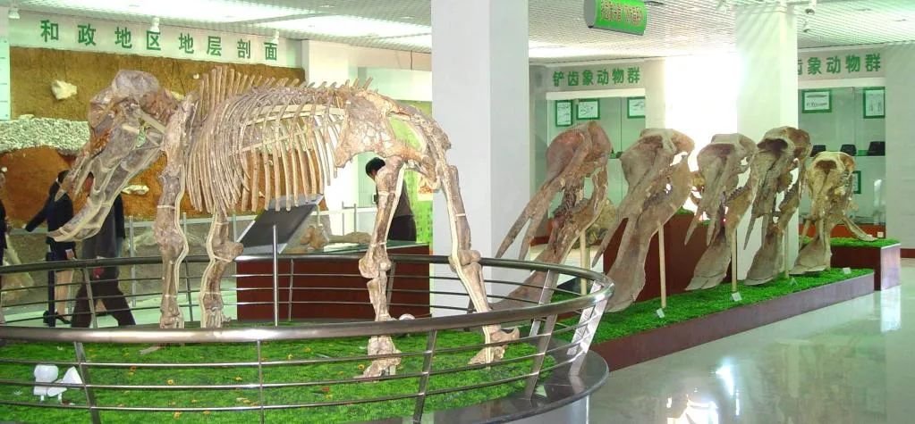 铲齿象骨架及头骨发育系列（中国科学院古脊椎动物与古人类研究所供图）