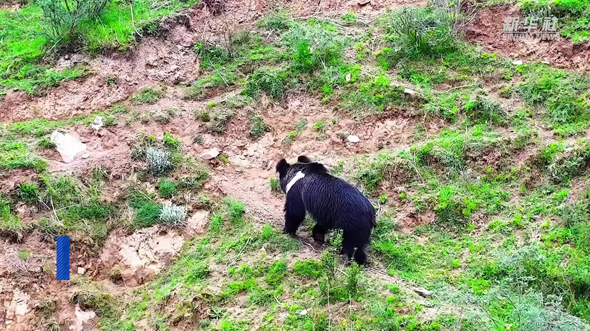 青海果洛：棕熊闯入牧民家 民警及时驱离