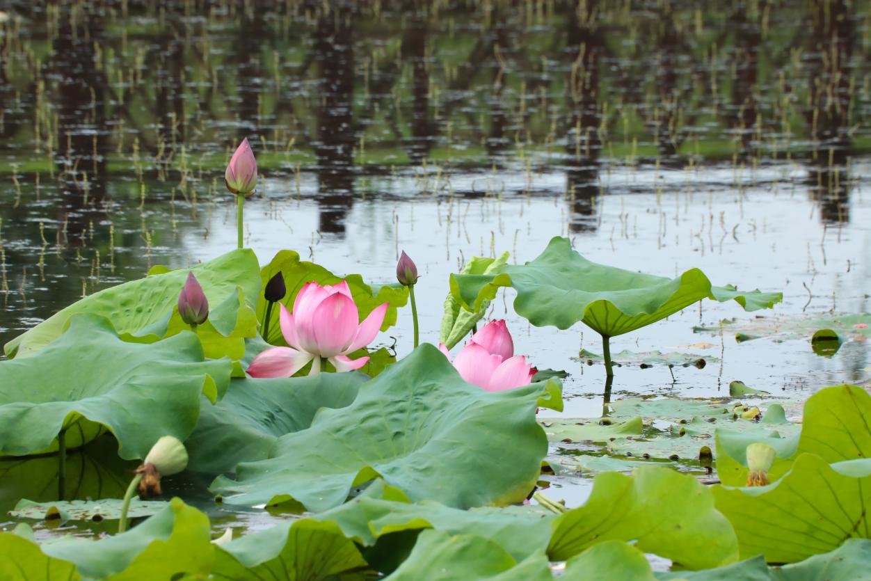 （肥西县紫蓬山旅游开发区山口村荷花观赏基地内，朵朵荷花盛开。）