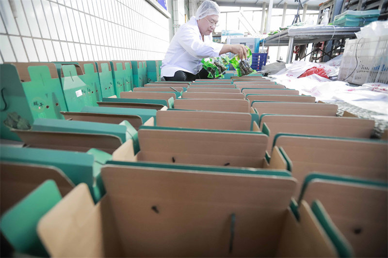 6月16日，工人在河北省迁西县东莲花院镇一家食品加工企业粽子生产车间将粽子装入礼品箱，准备外运销售。