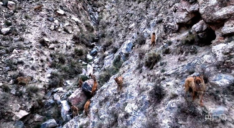 觅食的豺群(央广网发 肃北县融媒体中心 供图)