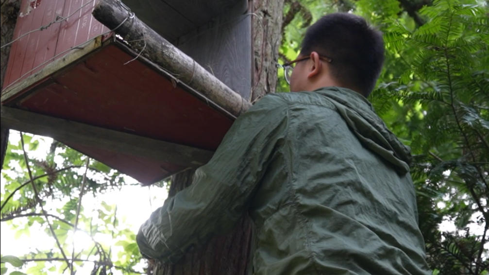 野生动物保护者为猫头鹰宝宝造新家