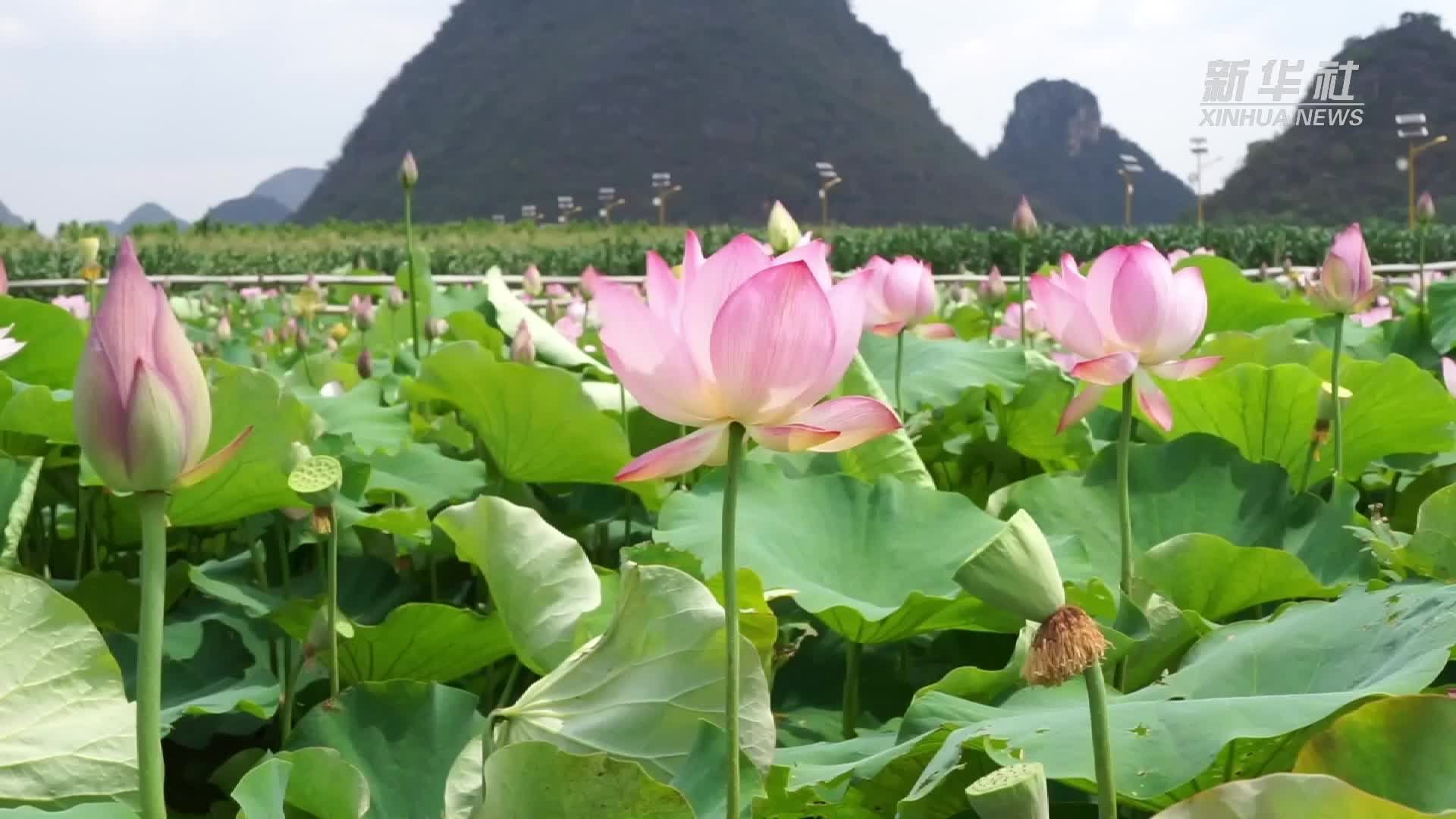 云南普者黑现“十字型”野生荷花大洒锦