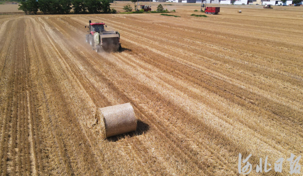宁晋县农机手驾驶机械在麦田里作业，将麦秸打捆回收。