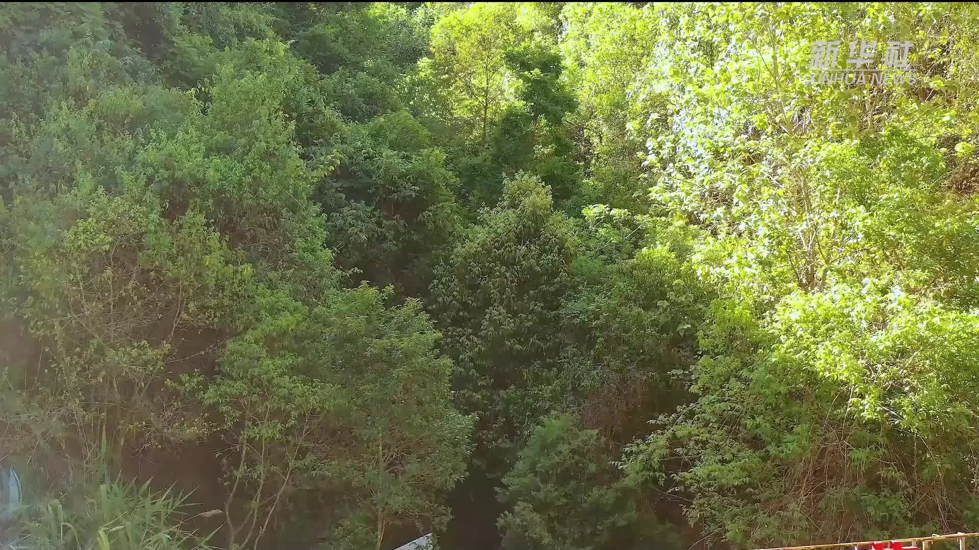 来云南墨江喝一碗“百草”药膳汤