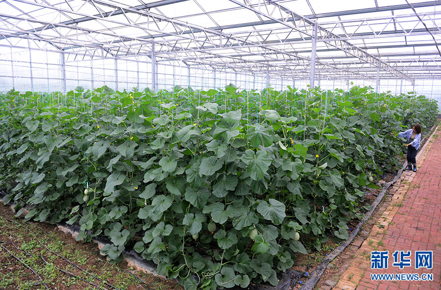 6月18日，果蔬基地的网纹蜜瓜。