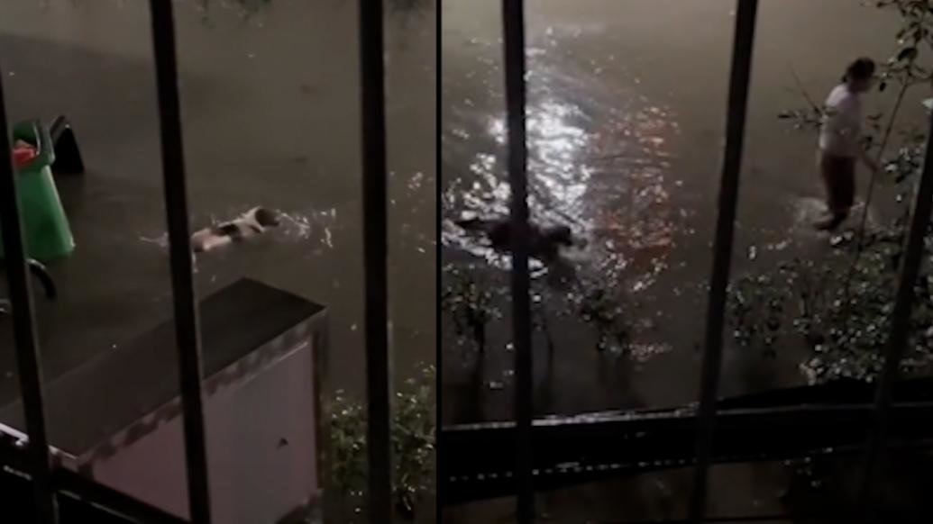 武汉大暴雨有小区积水至膝盖小狗被困，主人冒雨涉水营救