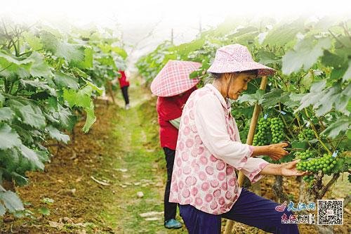 全南县大吉山镇马安村葡萄种植基地，农民正在对葡萄进行管护作业。视觉江西李凡钦摄