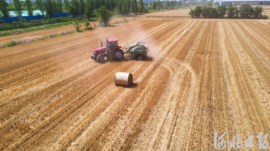 近日，农机手驾驶打捆机在宁晋县麦田里作业。