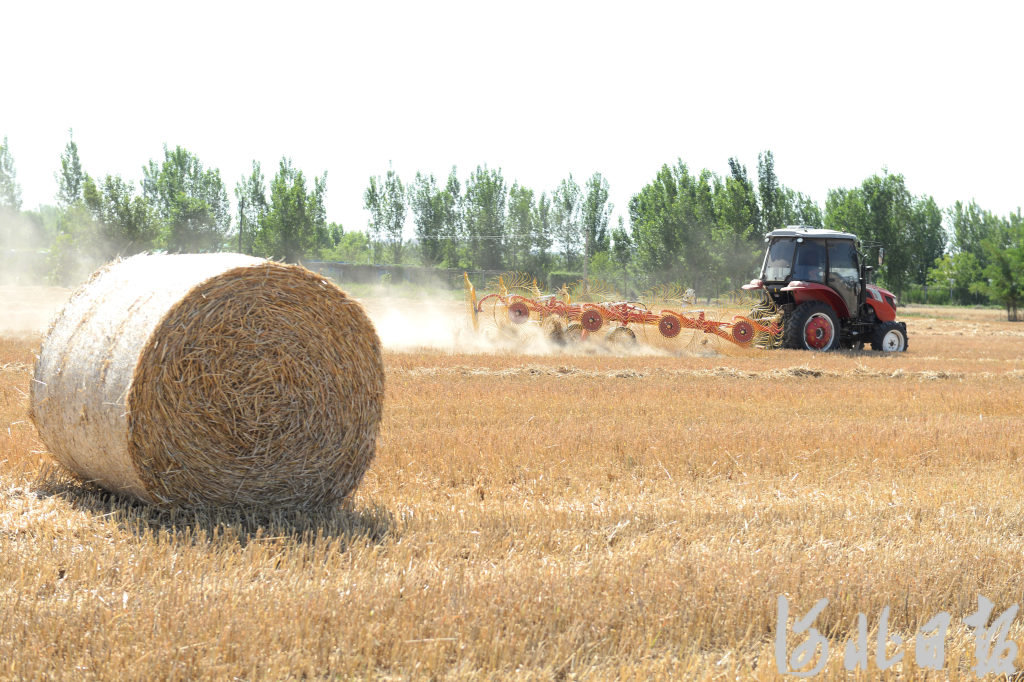 宁晋县农机手驾驶机械在麦田里作业，将麦秸打捆回收。