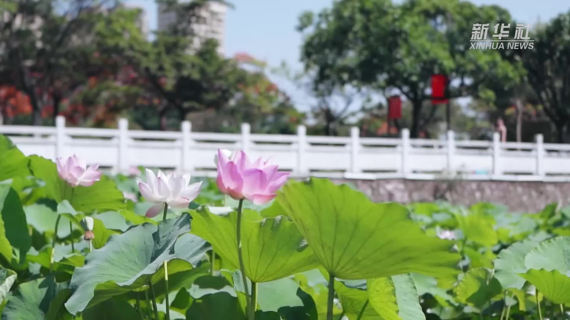 千城胜景｜云南蒙自：藕花深处 风景宜人