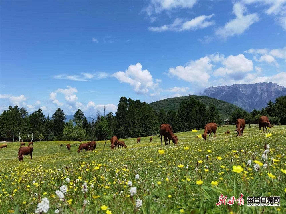 草原觅食的牛群 张宝明 摄