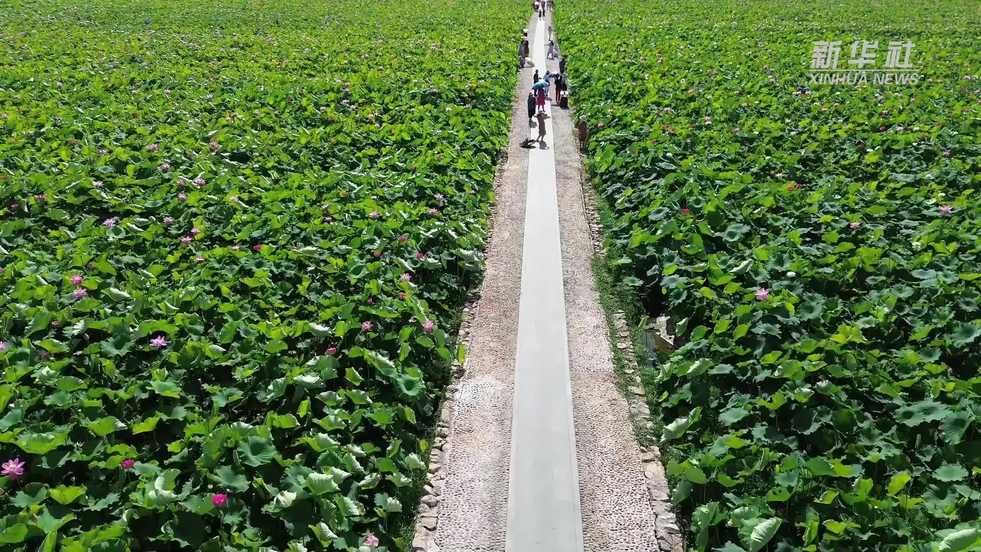 云南普者黑野生荷花小洒锦开出罕见三色花瓣