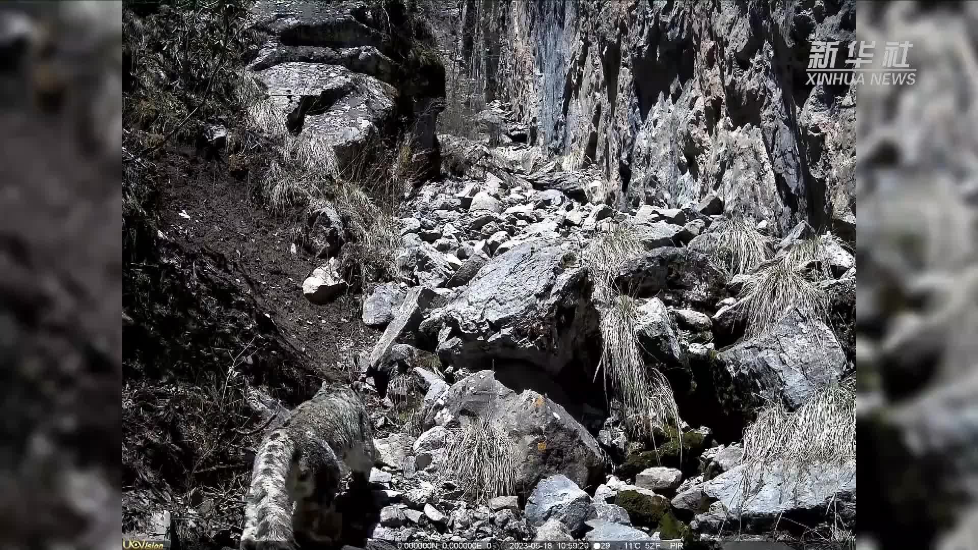 雪豹现身甘肃洮河国家级自然保护区