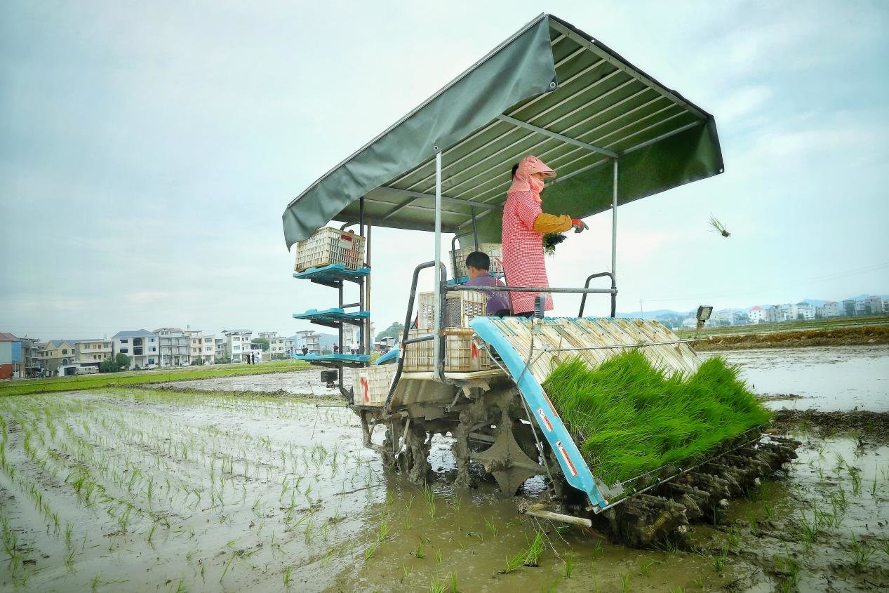 梅火种养专业合作社的农户正操作着插秧施肥机等智慧农机进行中稻栽插