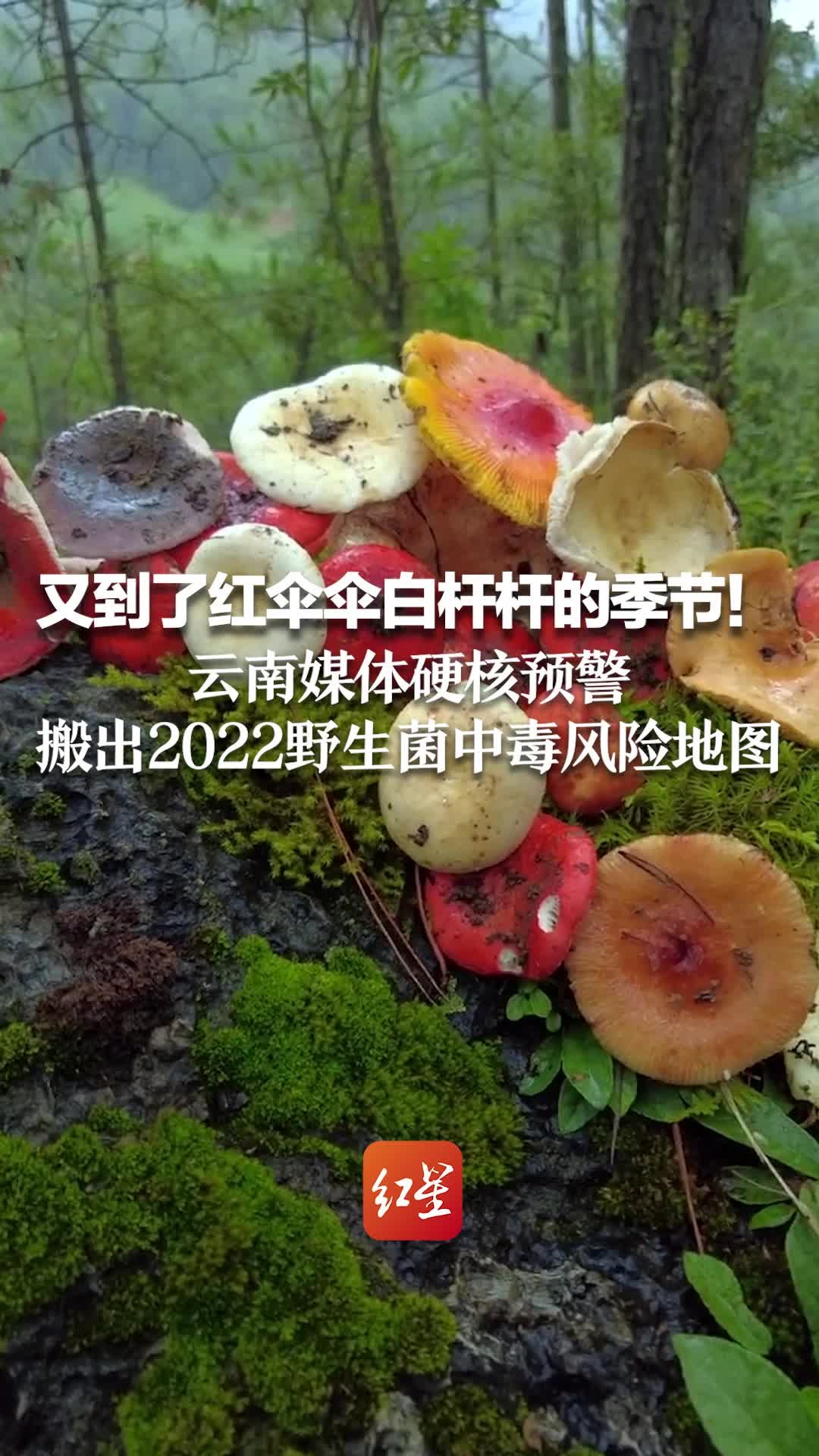 又到了红伞伞白杆杆的季节！云南媒体硬核预警 搬出2022野生菌中毒风险地图