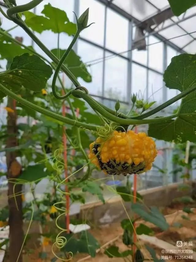 墨西哥七彩葫芦,颜色靓丽,五彩斑斓,形状各异,内皮也反彩,具有极佳的