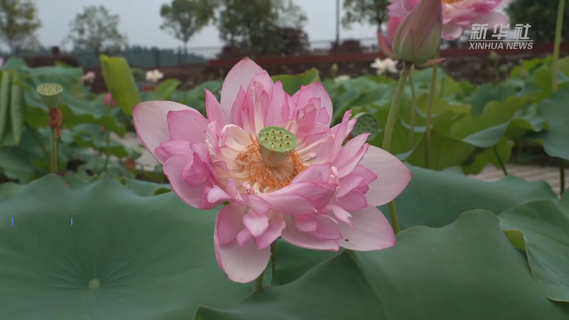 江西广昌：助推产业升级 他们送白莲去太空