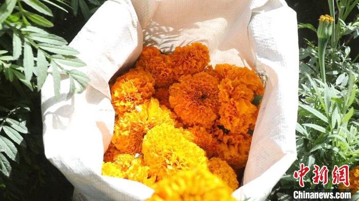 万寿菊可提取色素,用途广、市场需求大。 西热古力·吾斯曼 摄