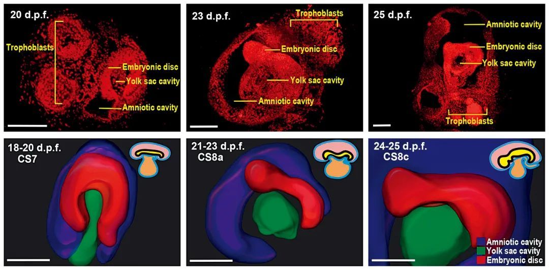 体外培养食蟹猴胚胎双光子三维重构（上）及示意图（下）。 图/昆明理工大学灵长类转化医学研究院