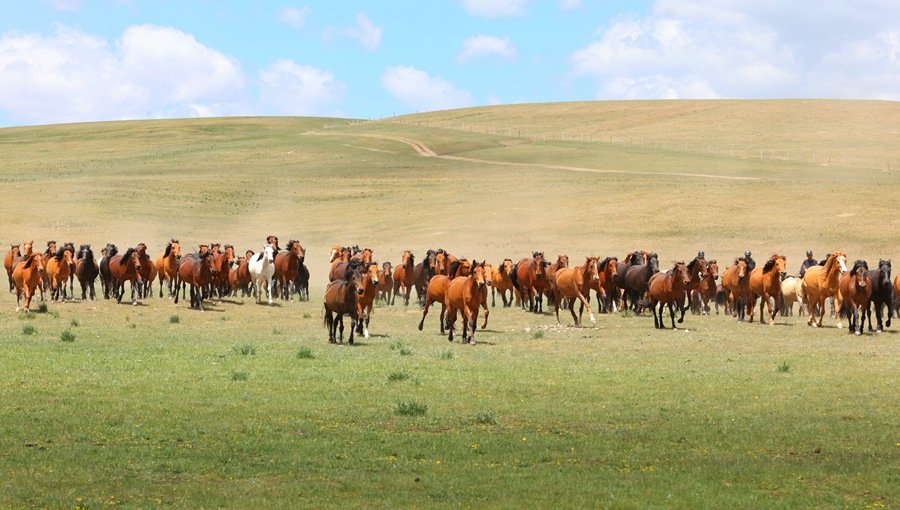 骏马在山丹马场奔驰。王超摄