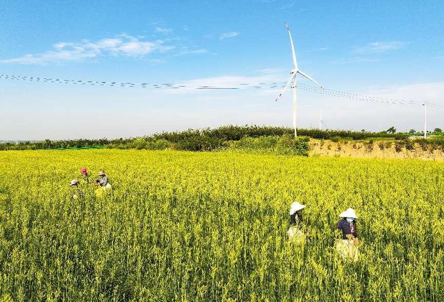6月25日，陕西省渭南市合阳县坊镇贺家庄村民在田间采摘黄花。新华网发 （赵哓罡摄）