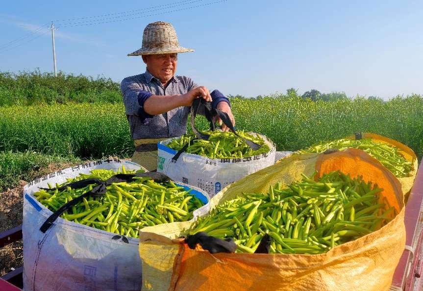 6月25日，陕西省渭南市合阳县坊镇贺家庄村民李飞跃在地头装运刚刚采摘的黄花。新华网发 （赵哓罡摄）