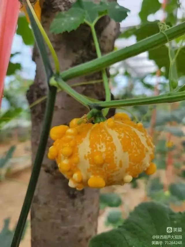 墨西哥七彩葫芦,颜色靓丽,五彩斑斓,形状各异,内皮也反彩,具有极佳的