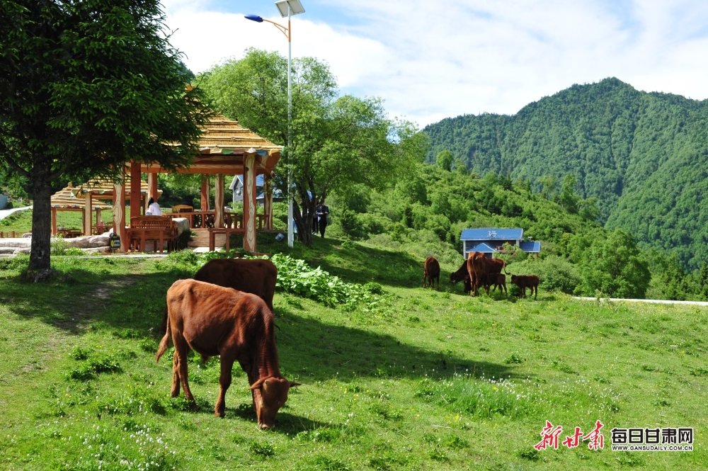 牛在拉尕山草场自由觅食 宋菲菲 摄