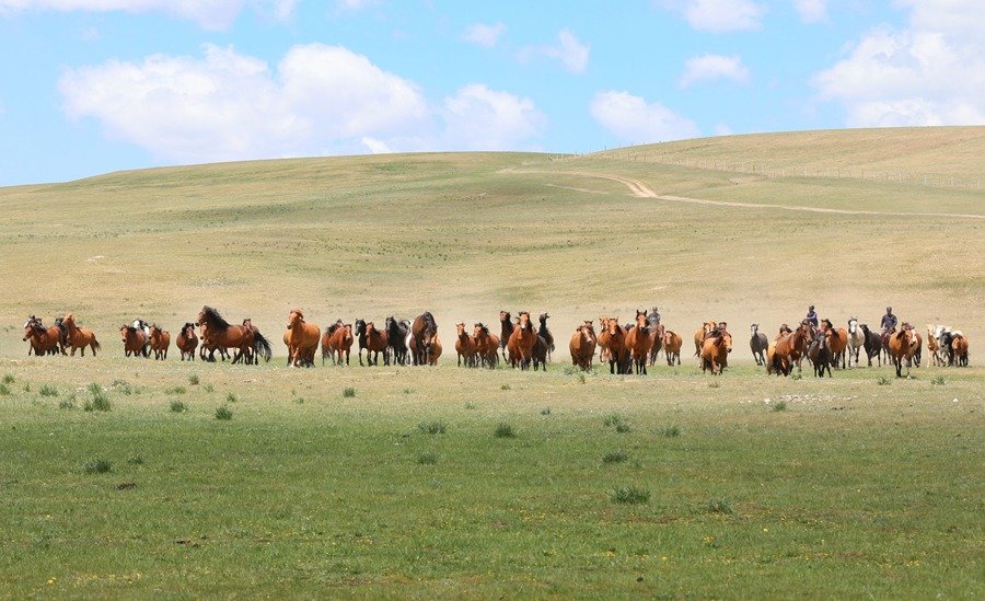 骏马在山丹马场奔驰。王超摄