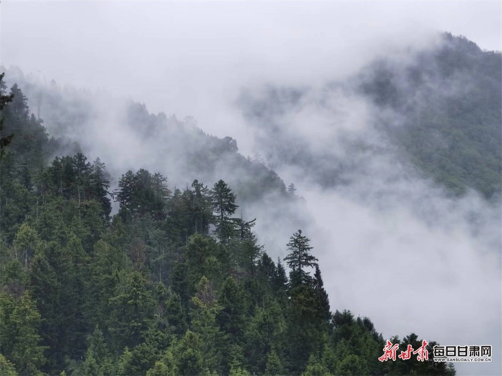 松林云海涌动 张宝明 摄