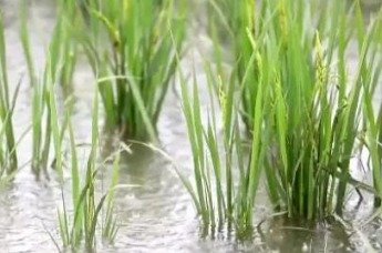农业农村部派出6个工作组赴江西等地 应对南方高温、暴雨和水稻扬花凤凰网江西_凤凰网