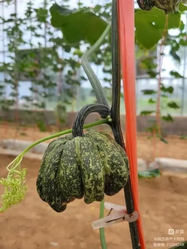 墨西哥七彩葫芦,颜色靓丽,五彩斑斓,形状各异,内皮也反彩,具有极佳的