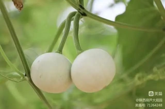 墨西哥七彩葫芦,颜色靓丽,五彩斑斓,形状各异,内皮也反彩,具有极佳的