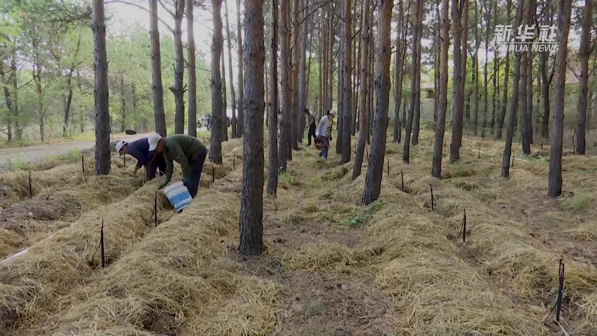 黑龙江甘南：林下赤松茸助农增收