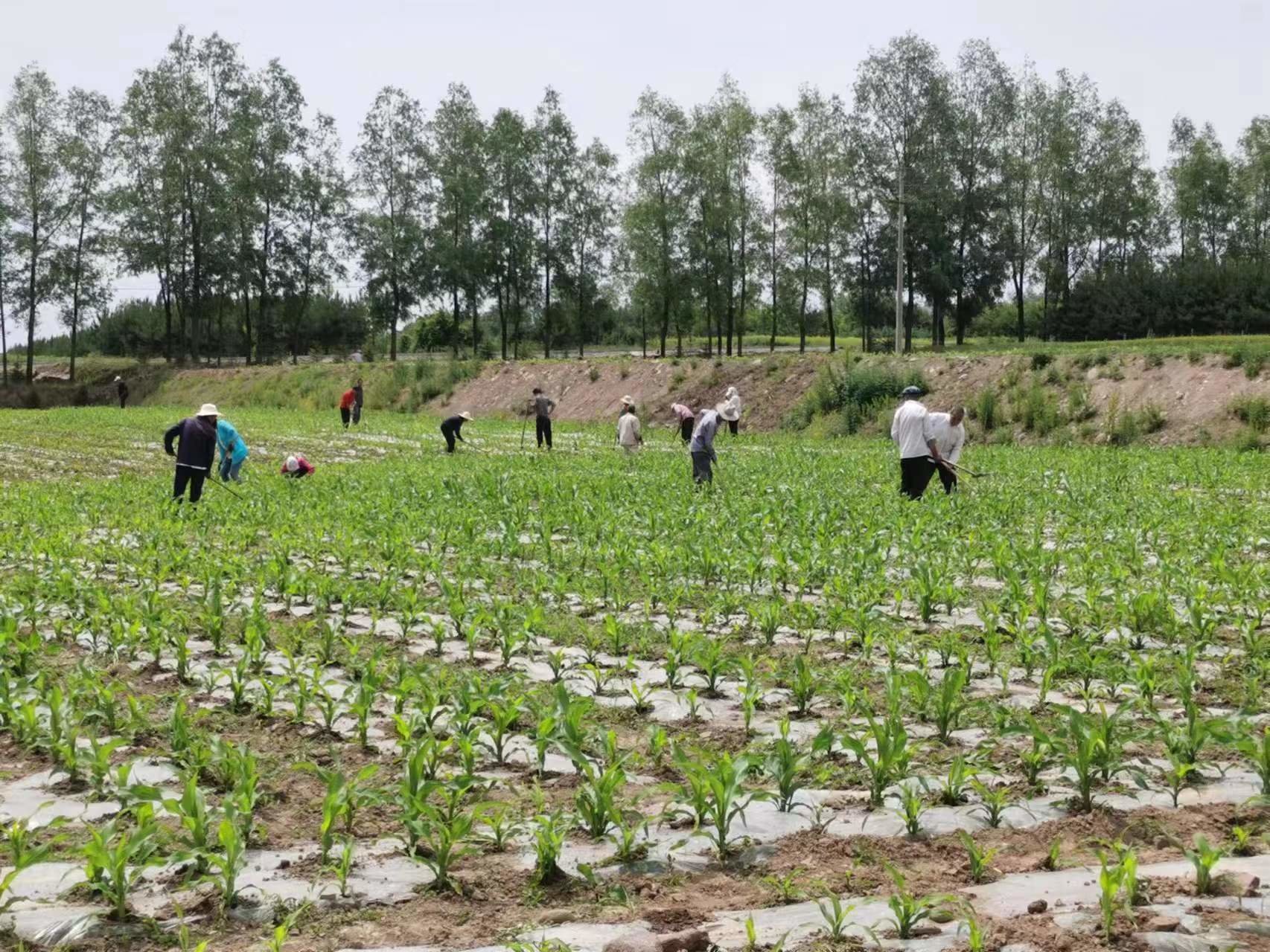 套种新模式解锁增收密码 华亭农户“坐地生金”凤凰网甘肃_凤凰网